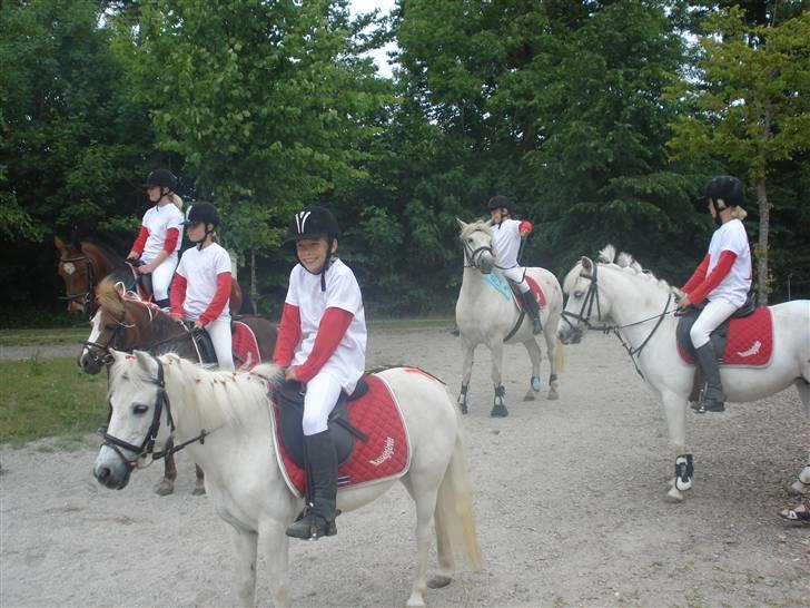 Anden særlig race Lille Beauty - Til DM 2008 . Er hun ikk bare smuk !? billede 6