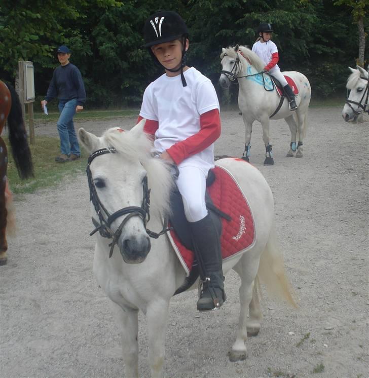 Anden særlig race Lille Beauty - Til DM 2008 . Jeg er så stolt billede 1