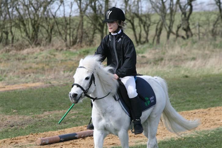 Anden særlig race Lille Beauty - til Opvisning <3 billede 7