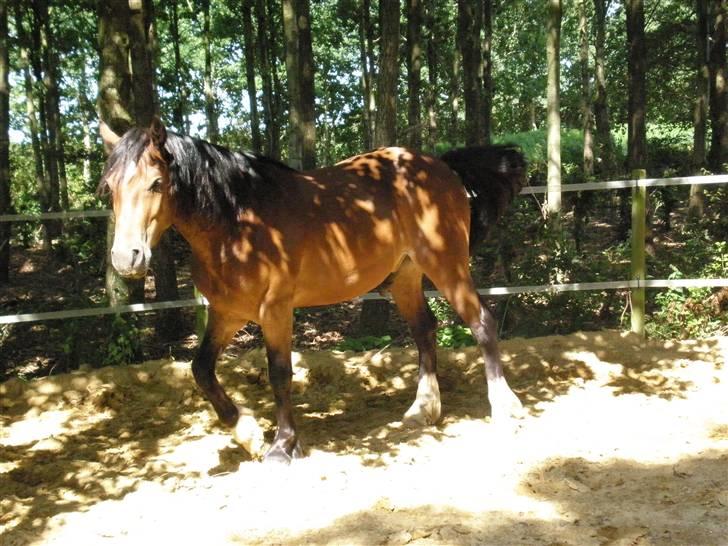 Welsh Cob (sec D) Sensation ((Passer)Solgt) - Lidt hygge inde i rundpinden (staves) På en eller anden måde kan jeg godt li det her billede billede 17