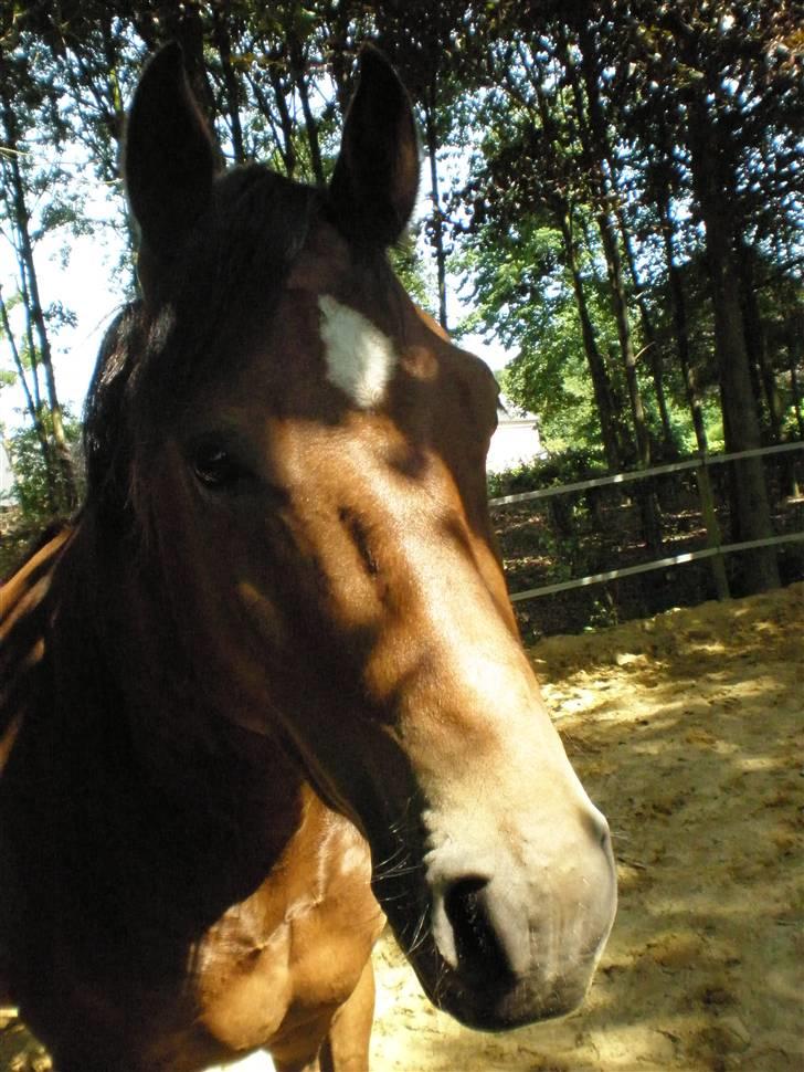 Welsh Cob (sec D) Sensation ((Passer)Solgt) - I rundpinden igen:) billede 18