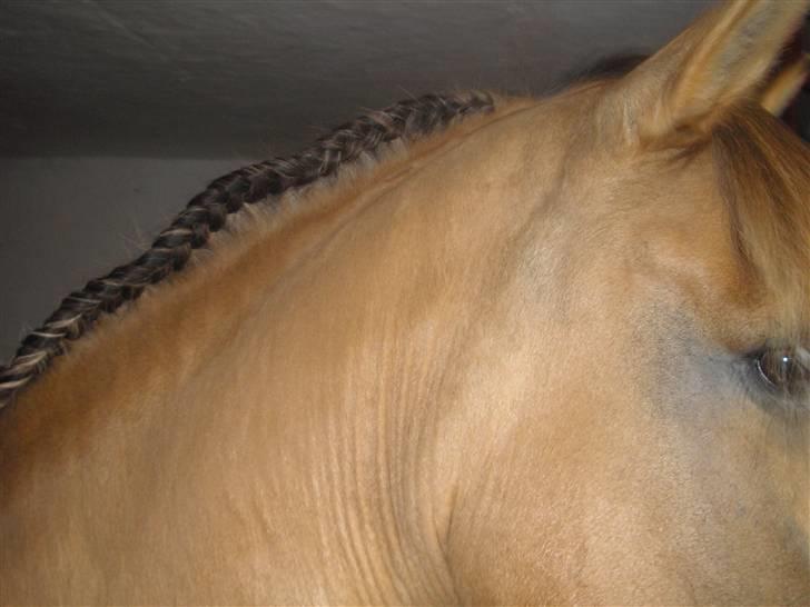 Anden særlig race Ivan RIP - Min gyldne pony med hingstefletning. [Fotograf: mig] billede 11