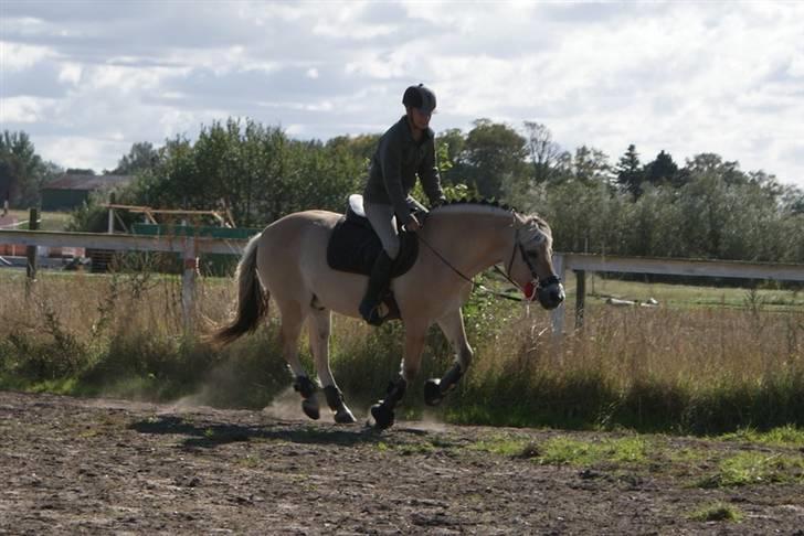 Fjordhest | Romeo's Fakir - 4/ Taget d. 13-09-2009 billede 4