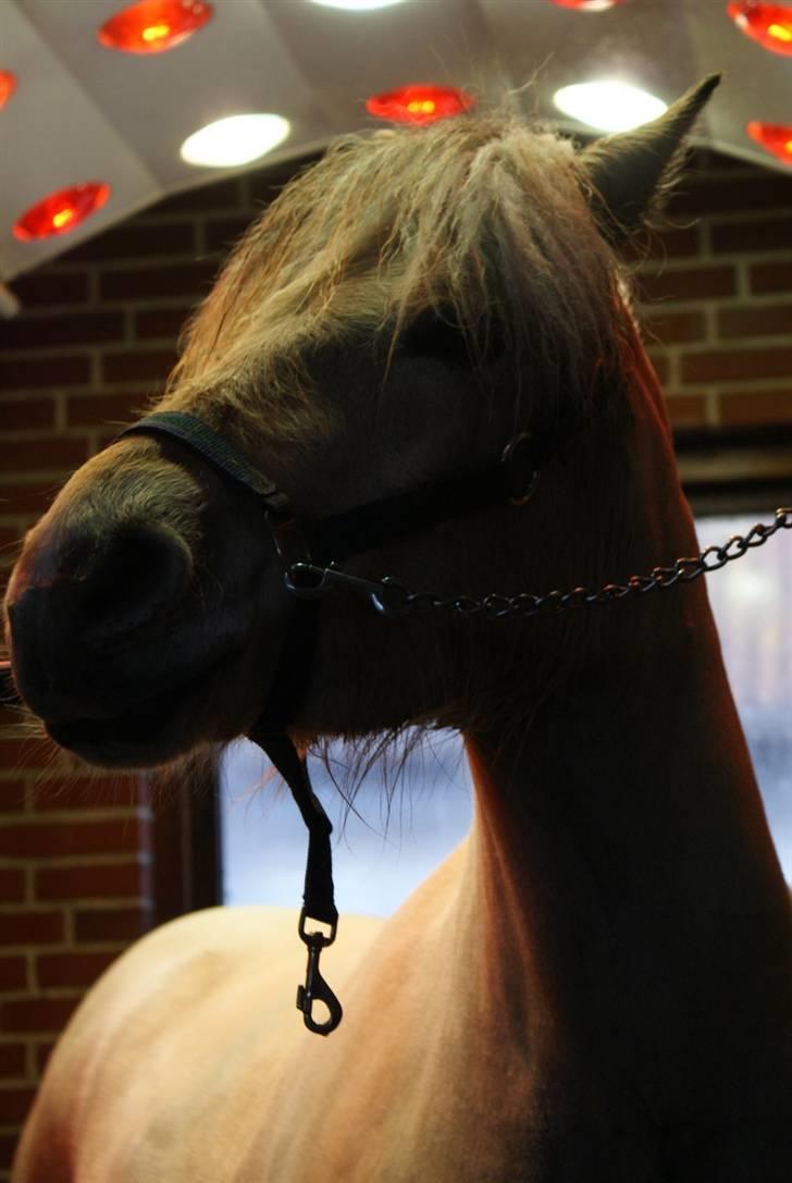 Fjordhest | Romeo's Fakir - 7/ Taget d. 29-03-2009- Fra da han stod på Stutteri ASK billede 7