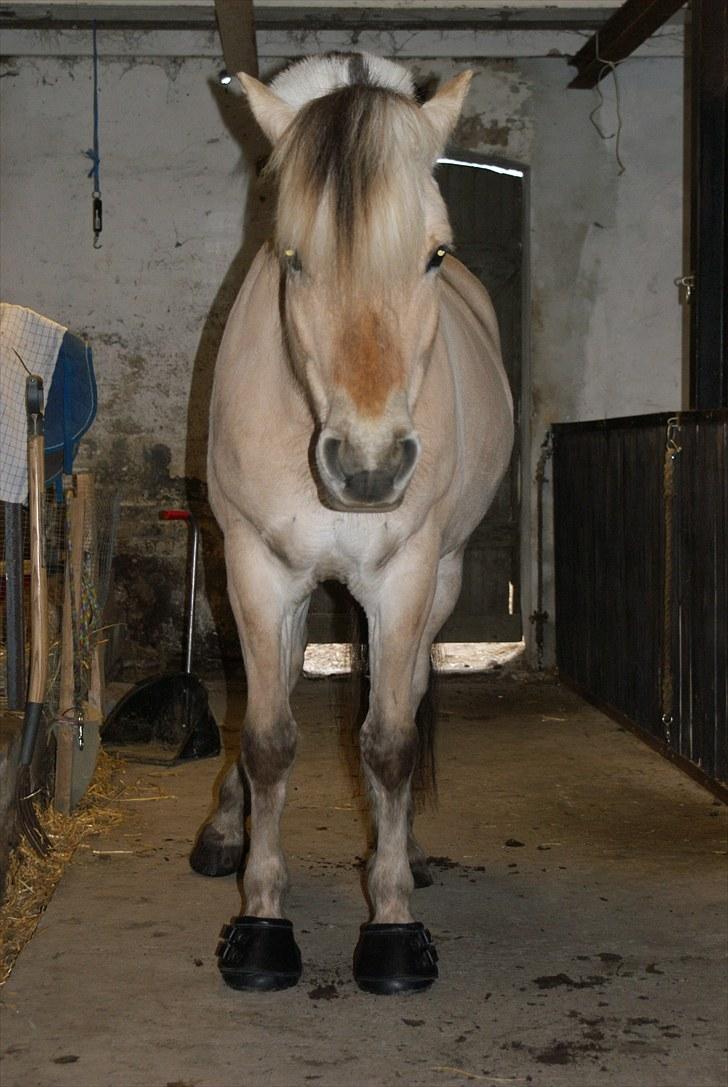 Fjordhest | Romeo's Fakir - 8/ Taget d. 30-05-2010 - Fakir med sine fine nye komdi sko (boots) :P billede 8