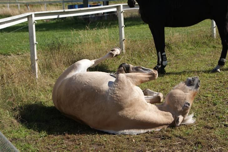 Fjordhest | Romeo's Fakir - 9/ Taget d. 13-09-2009 billede 9