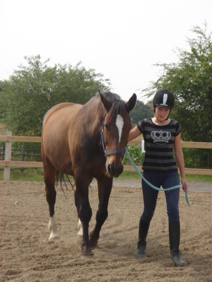 Oldenborg Bøgelunds Ulex -Solgt :(- - 17).Ulex fra i sommers, der er sku sket meget. Fotograf: Trine B billede 17