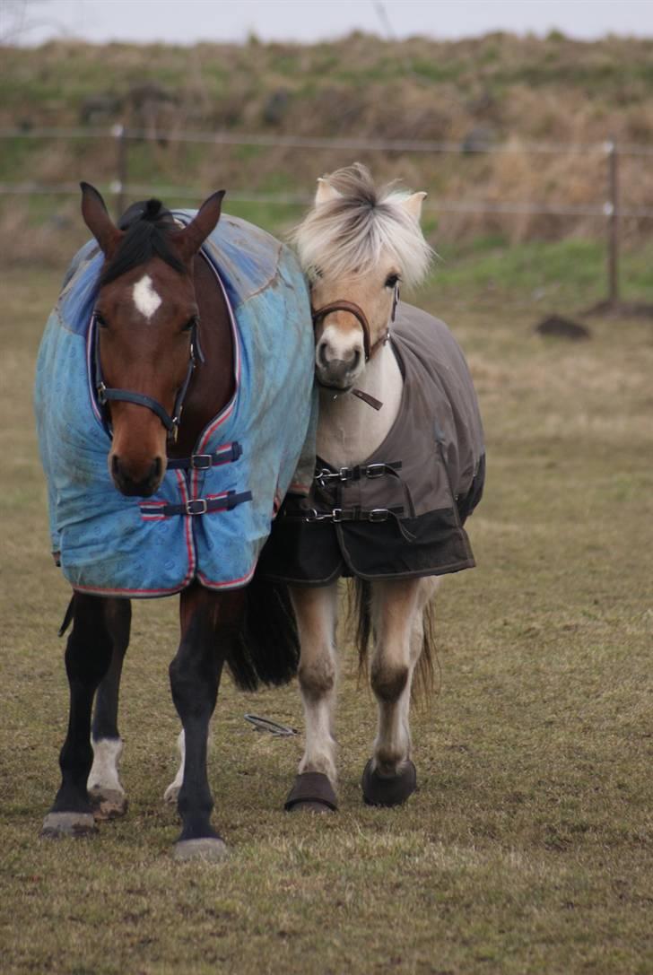 Fjordhest | Romeo's Fakir - 14/ Taget d. 21-02-2009 - Fakir og hans  kæreste oppe på Stutteri Ask  billede 14