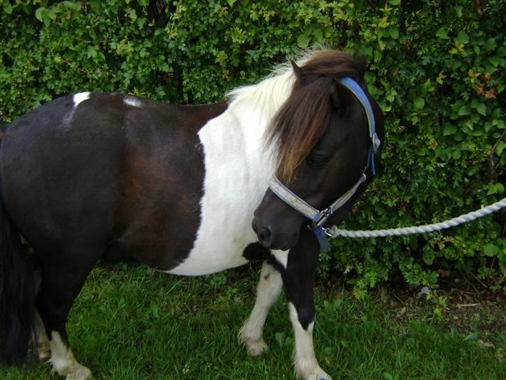 Shetlænder Fighter billede 2