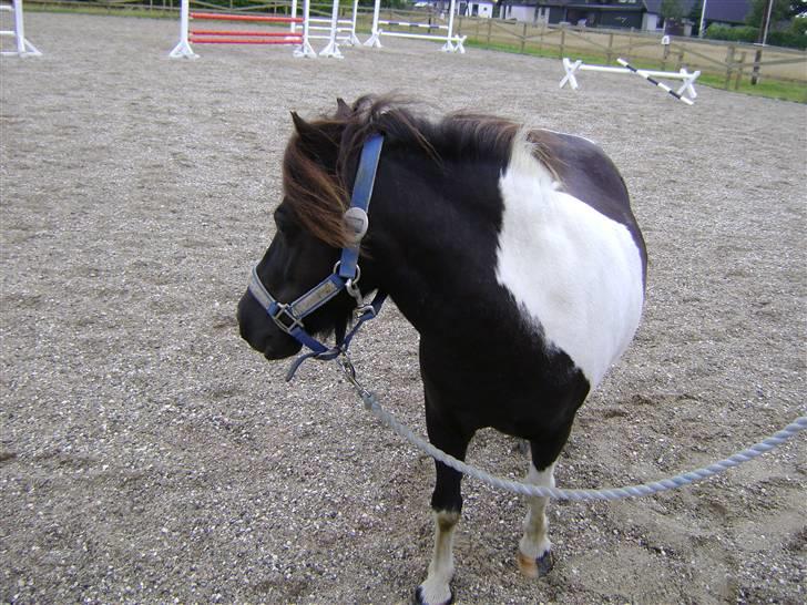 Shetlænder Fighter billede 3