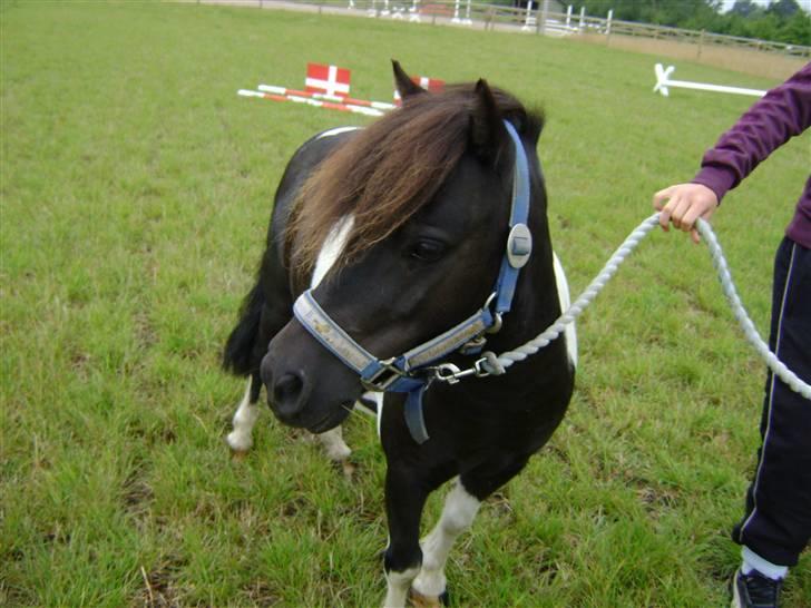 Shetlænder Fighter billede 4