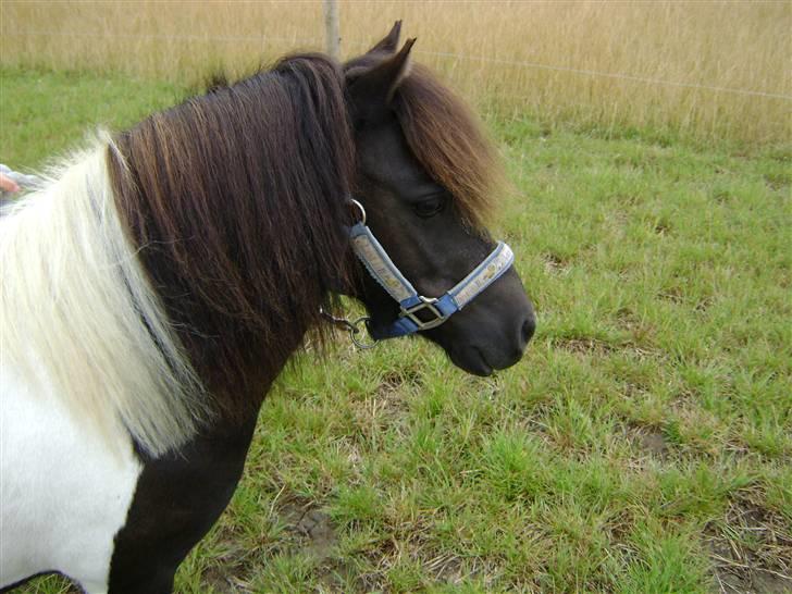 Shetlænder Fighter billede 5