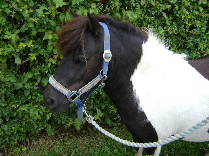 Shetlænder Fighter billede 6