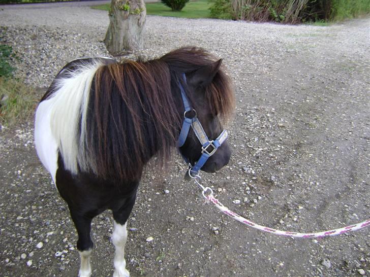 Shetlænder Fighter billede 7