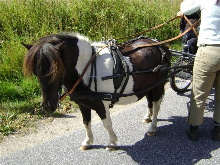 Shetlænder Fighter billede 8