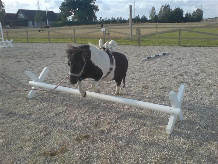 Shetlænder Fighter billede 9