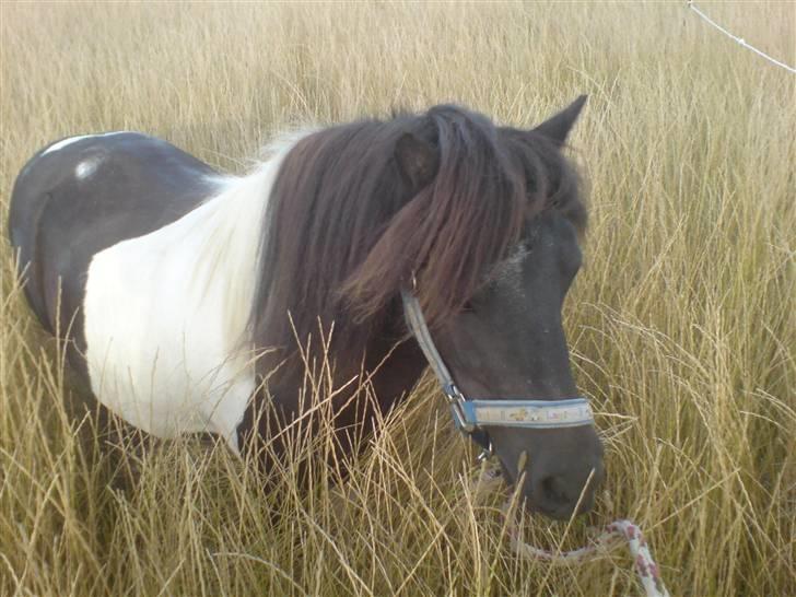 Shetlænder Fighter billede 10