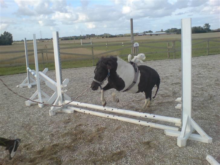 Shetlænder Fighter billede 11