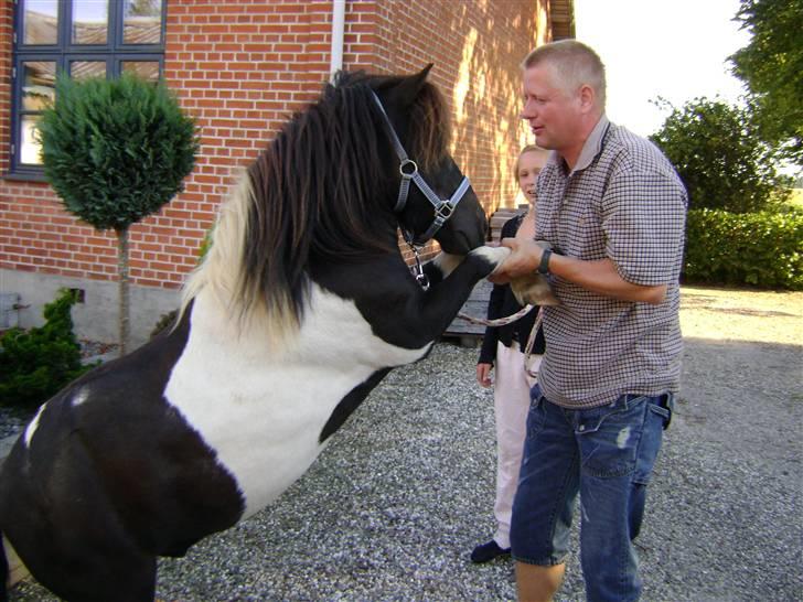 Shetlænder Fighter billede 12