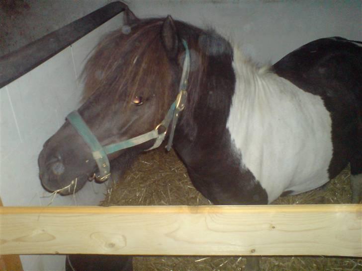 Shetlænder Fighter billede 13