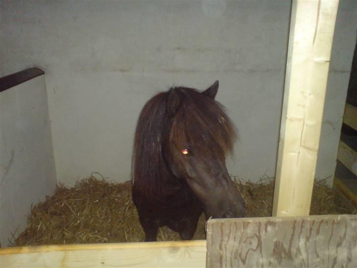 Shetlænder Fighter billede 14