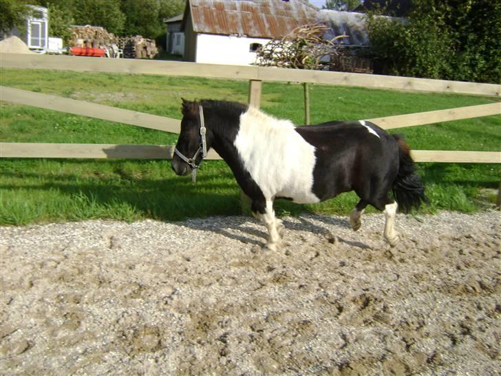 Shetlænder Fighter billede 15