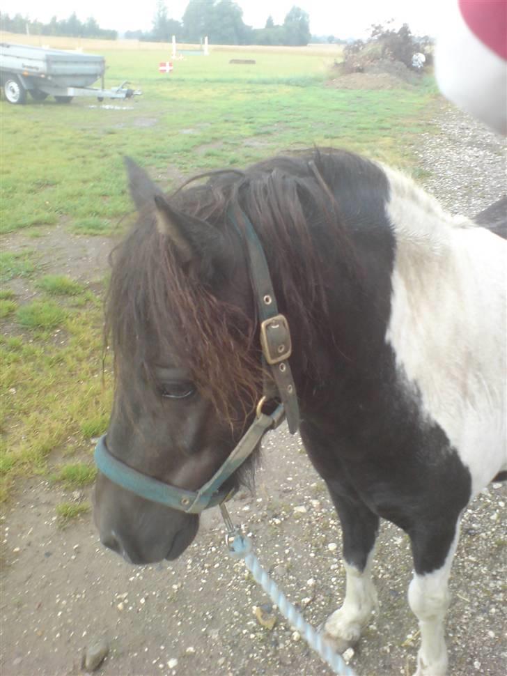 Shetlænder Fighter billede 16