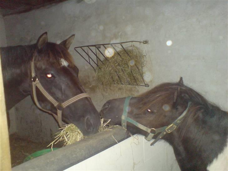 Shetlænder Fighter billede 17