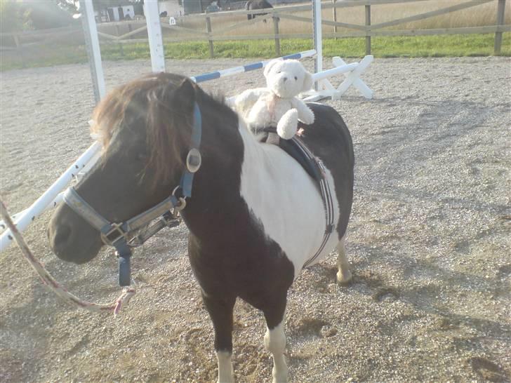 Shetlænder Fighter billede 18