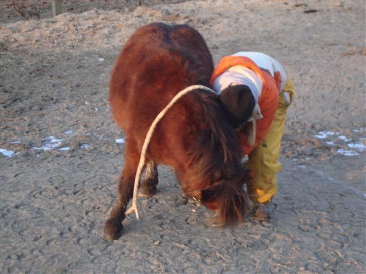 Shetlænder / Welsh Tyson FARVEL :'( billede 1