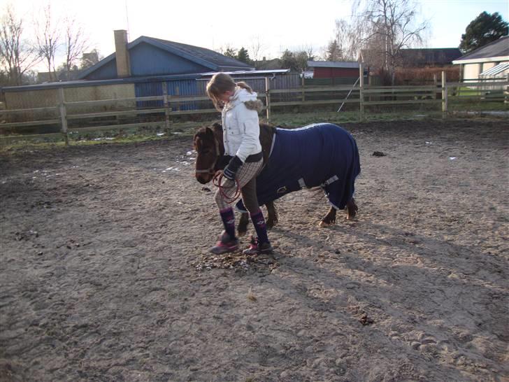 Shetlænder / Welsh Tyson FARVEL :'( billede 2