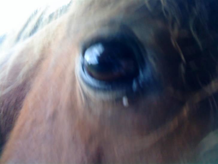 Shetlænder / Welsh Tyson FARVEL :'( billede 3