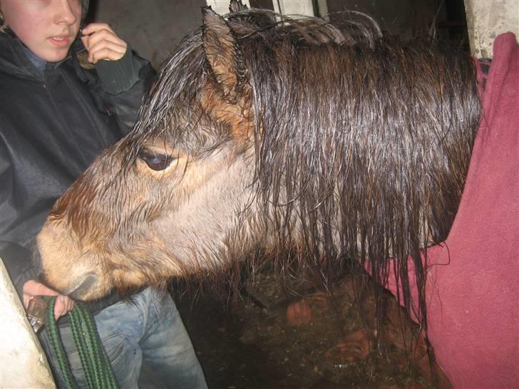 Shetlænder / Welsh Tyson FARVEL :'( billede 4