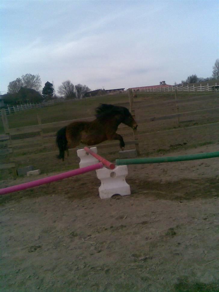 Shetlænder / Welsh Tyson FARVEL :'( billede 5