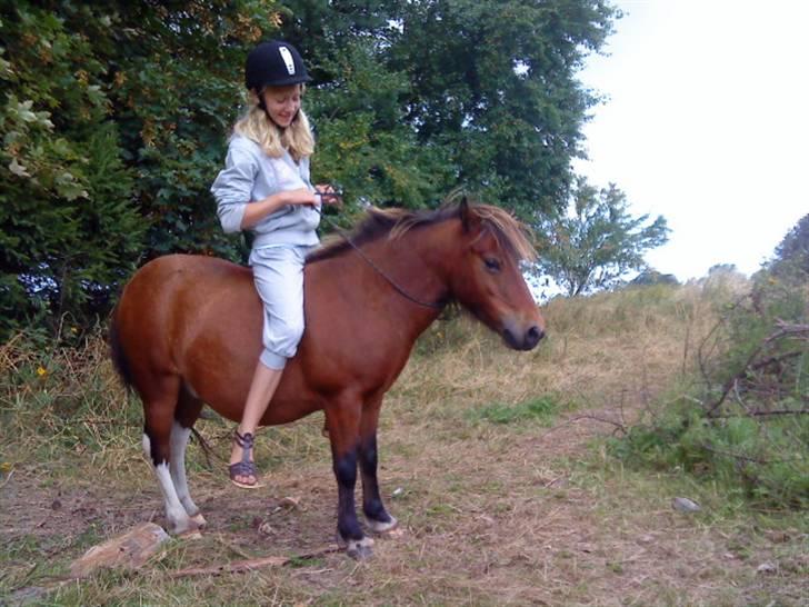 Shetlænder / Welsh Tyson FARVEL :'( billede 6