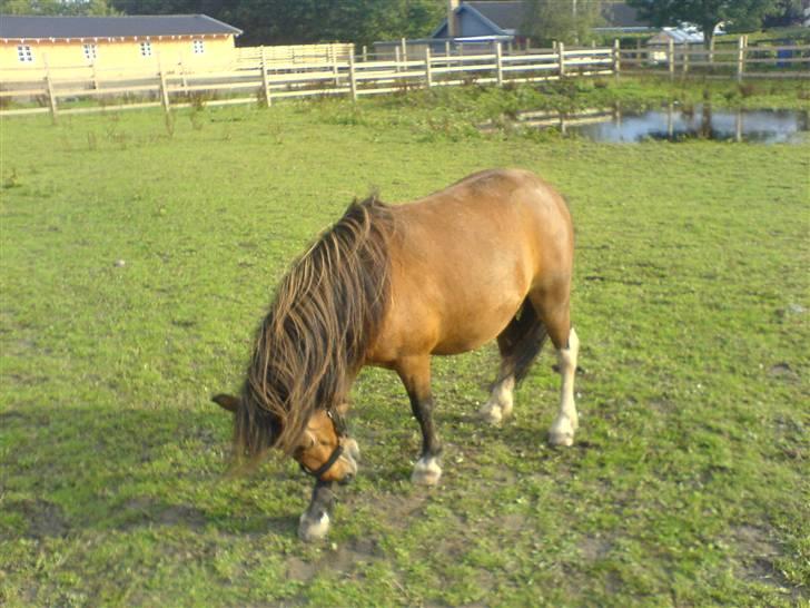 Shetlænder / Welsh Tyson FARVEL :'( billede 7