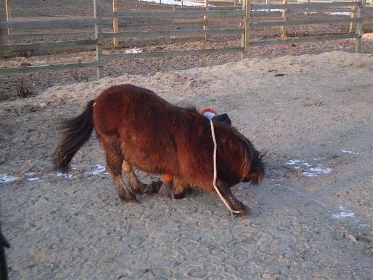 Shetlænder / Welsh Tyson FARVEL :'( billede 8