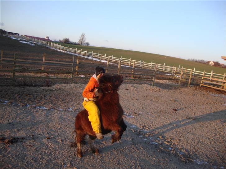 Shetlænder / Welsh Tyson FARVEL :'( billede 9