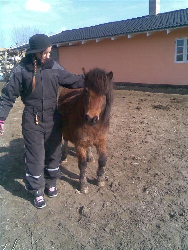Shetlænder / Welsh Tyson FARVEL :'( billede 10