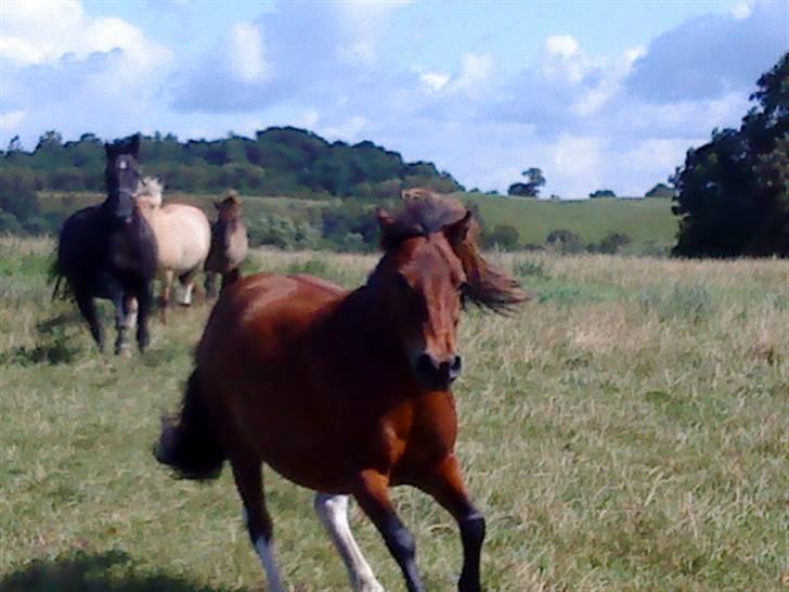 Shetlænder / Welsh Tyson FARVEL :'( billede 11
