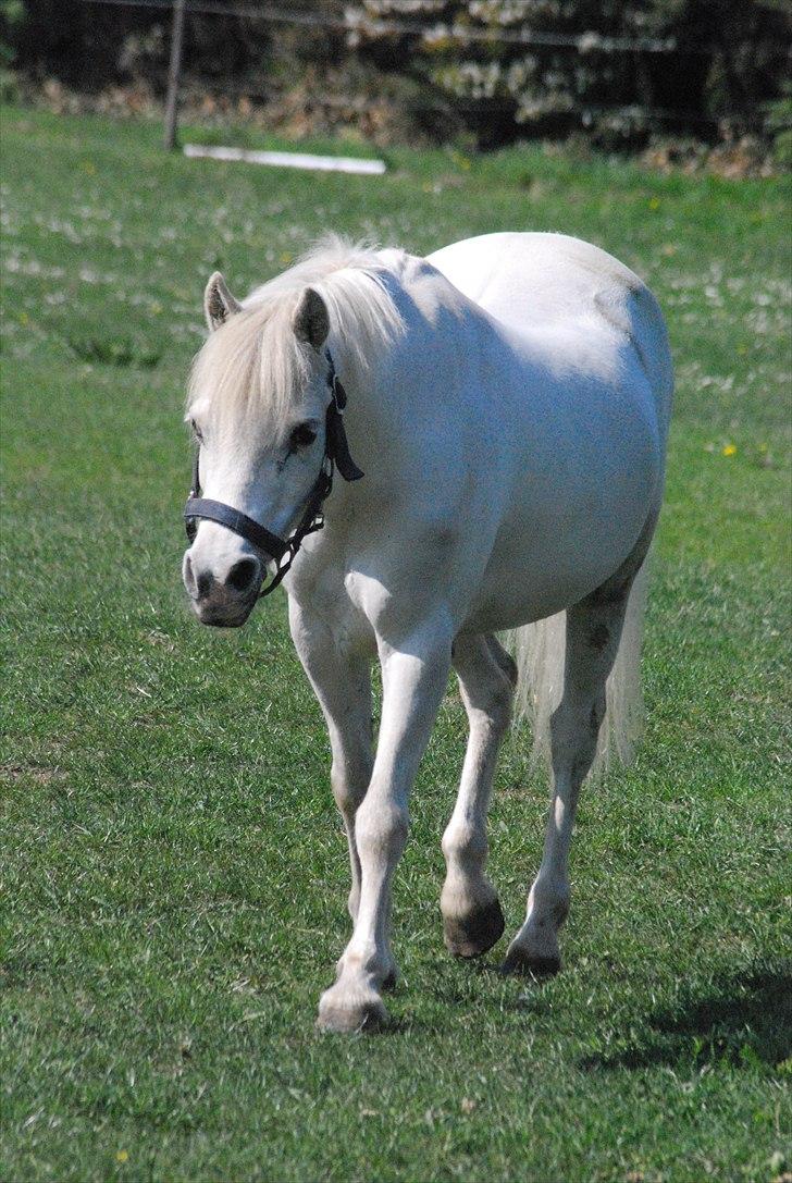 Welsh Mountain (sec A) sun star - Star nyder det gode vejr :-D billede 13