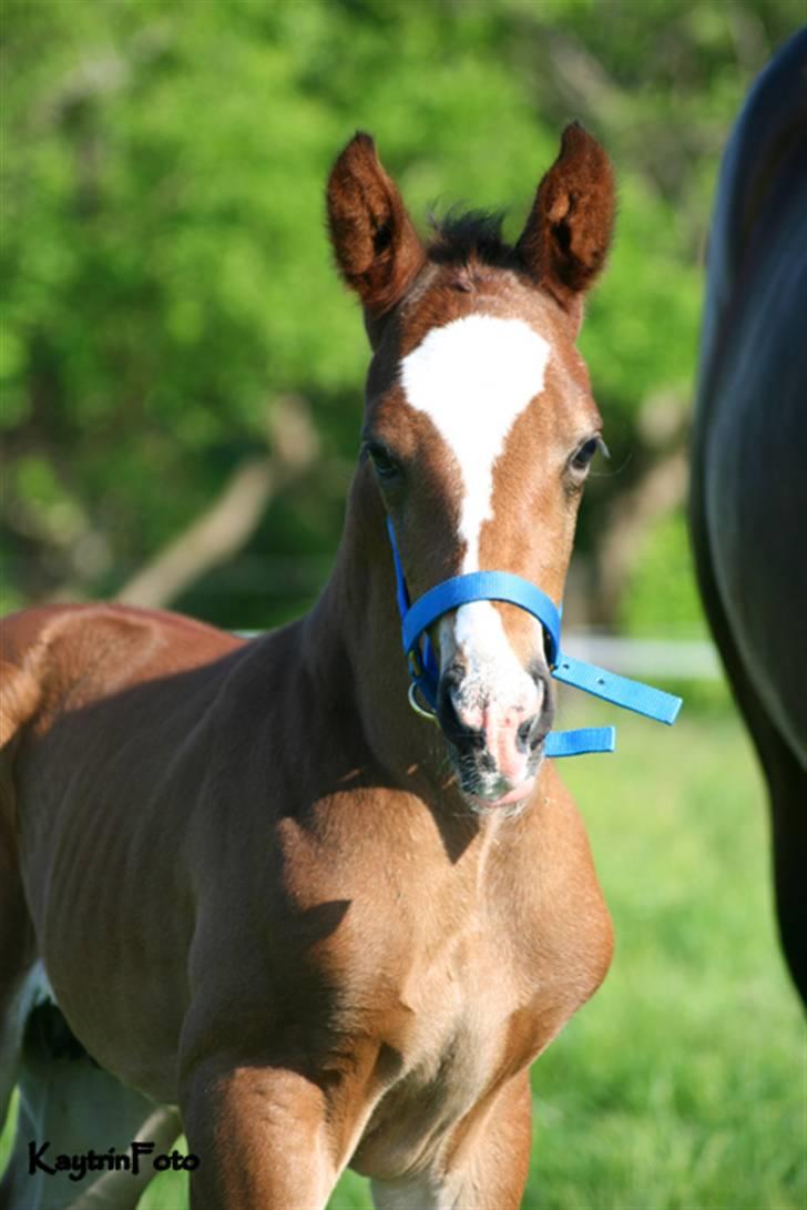 Oldenborg Bugatti af Dano - Lille bugatti med blå grime på :-) billede 5