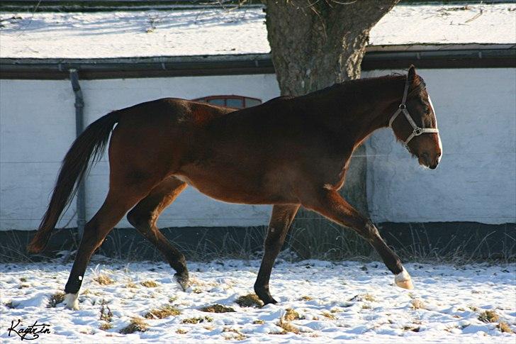 Oldenborg Bugatti af Dano - Det er svært at trave når man er ca 10 cm højere bagtil end foran - men det begynder da at komme :) 2 ½ år gammel d. 30 januar 2011 billede 3