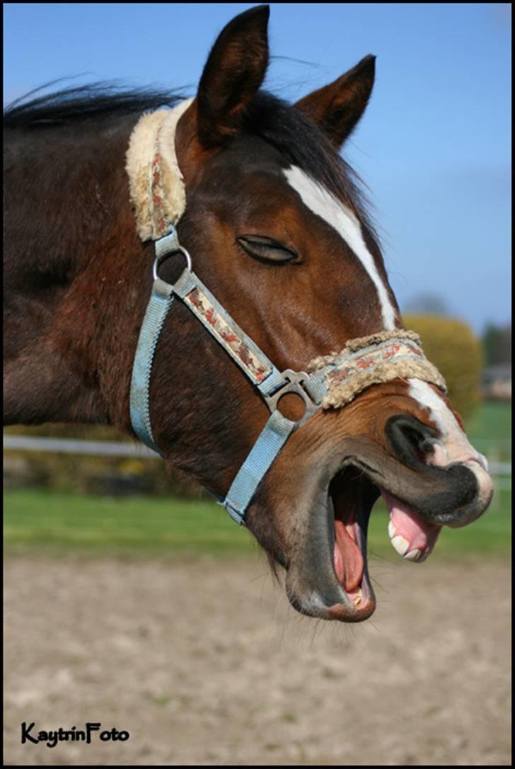 Oldenborg Bugatti af Dano - Ha Ha Haaa! :-) Tror Gyron fortalte en sjov vits.... :-)   9 April 2009 billede 7