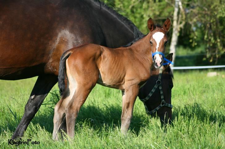 Oldenborg Bugatti af Dano - "Hvad er det du laver??"  billede 8