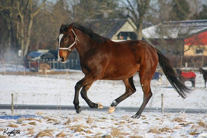Oldenborg Bugatti af Dano - Galop :) d. 30 januar 2011 billede 11