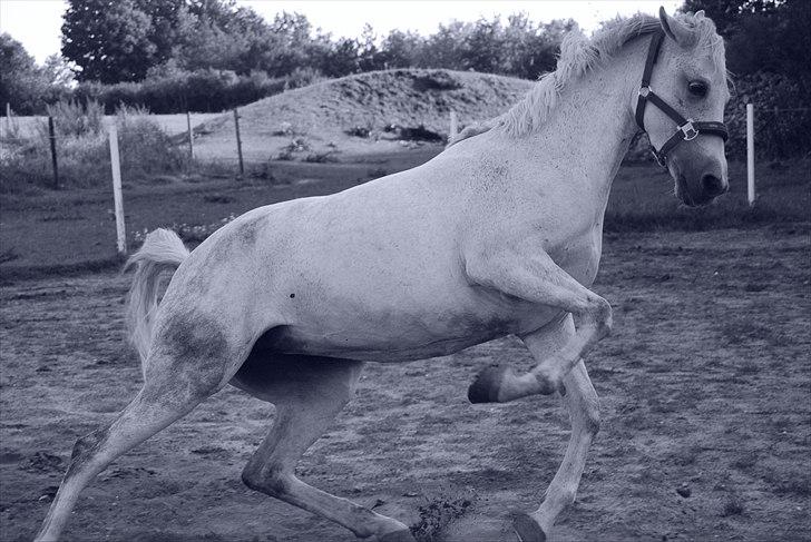 Anden særlig race Ariel - *NYT* Tykkøh altså! :D billede 4