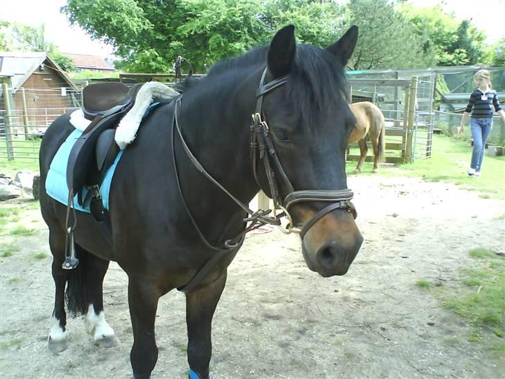 Anden særlig race Fandango SOLGT!! :'( - jaaa, sådan ser jeg ud når vi skal ride? :) -foto;LLJ. billede 12