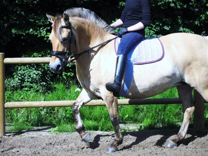 Fjordhest bøgehøj´s Cindy Babe*Himmelhest* billede 9
