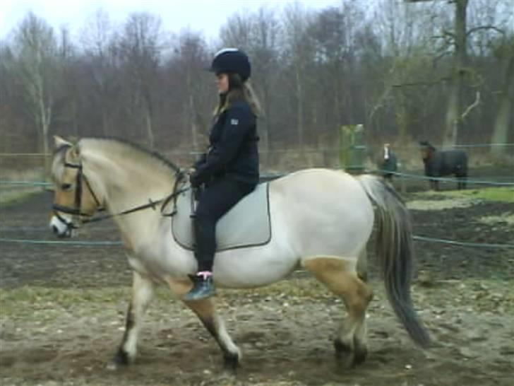 Fjordhest bøgehøj´s Cindy Babe*Himmelhest* billede 10